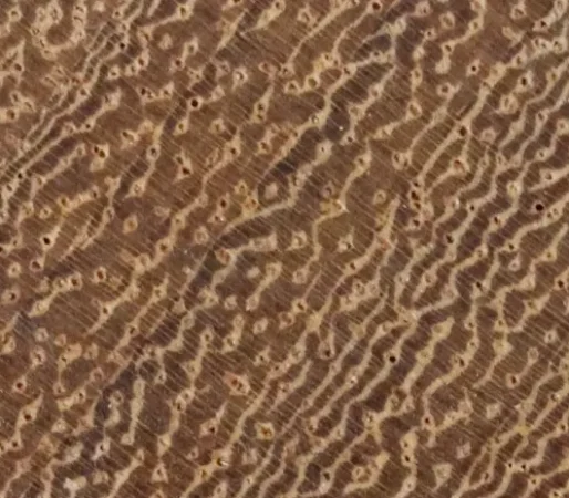 maderas tropicales testa madera iroko antibacteriana